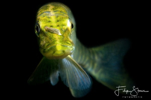 Portrait of a young pike, the pond of Ekeren, Belgium. by Filip Staes 